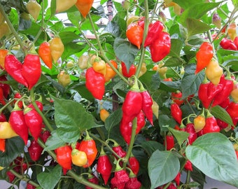 200 SANTA Fe GRANDE PEPPER (Guero Chili Pepper / Yellow Hot Chili Pepper) Capsicum Annuum Vegetable Seeds