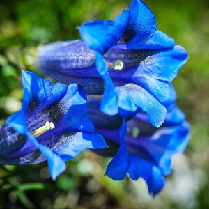 15 Blue STEMLESS GENTIAN Gentiana Acaulis Kochiana Flower Seeds Flat Shipping image 9