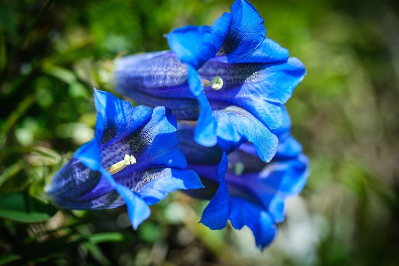 15 Blue STEMLESS GENTIAN Gentiana Acaulis Kochiana Flower Seeds Flat Shipping image 9