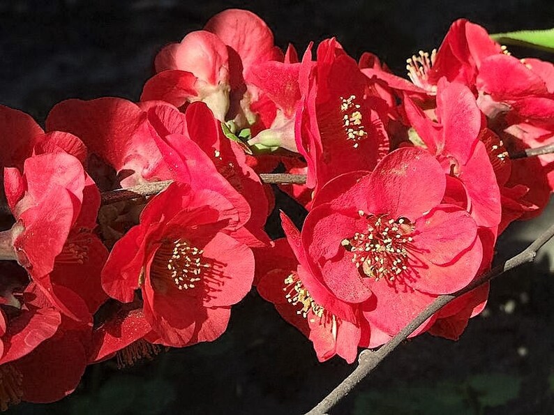 20 Red Flowering DWARF QUINCE Shrub Fruit Chaenomeles Japonica Etsy
