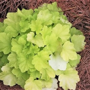 1200 Mixed Colors CORAL BELLS HEUCHERA Shade Flower Seeds image 9