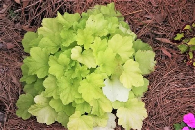 1200 Mischfarben KORALLENGLOCKEN HEUCHERA Shade Flower Seeds Bild 9