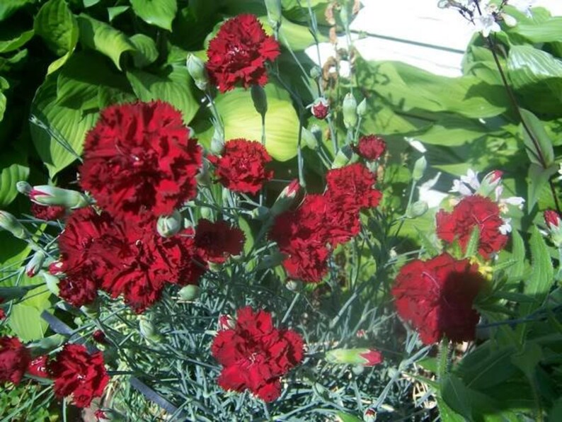 50 BLACK CARNATION King of Blacks Dianthus Caryophyllus Etsy