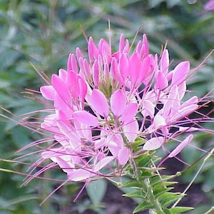 200 ROSE QUEEN CLEOME (Spider Flower) Cleome Hassleriana Cleome Spinosa Flower Seeds