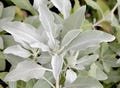 75 Sacred WHITE SAGE Salvia Apiana Shrub Silver Folliage Native Smudge Seeds