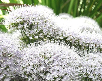 25 WHITE THROATWORT Trachelium Caeruleum Flower Seeds  *Flat Shipping