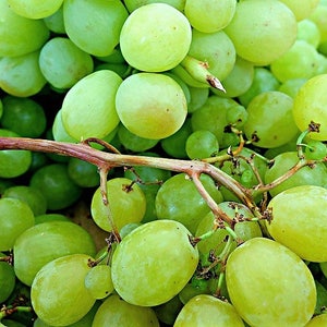 50 GREEN Dessert / Table GRAPE Vitis Vinifera Fruit Vine Seeds image 8