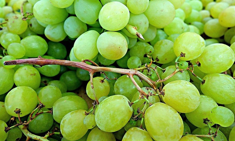 50 GREEN Dessert / Table GRAPE Vitis Vinifera Fruit Vine Seeds image 8