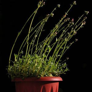 50 PURPLE ROBE SAXIFRAGA Saxifraga Arendsii Moss Rockfoil Evergreen Flower Seeds image 5