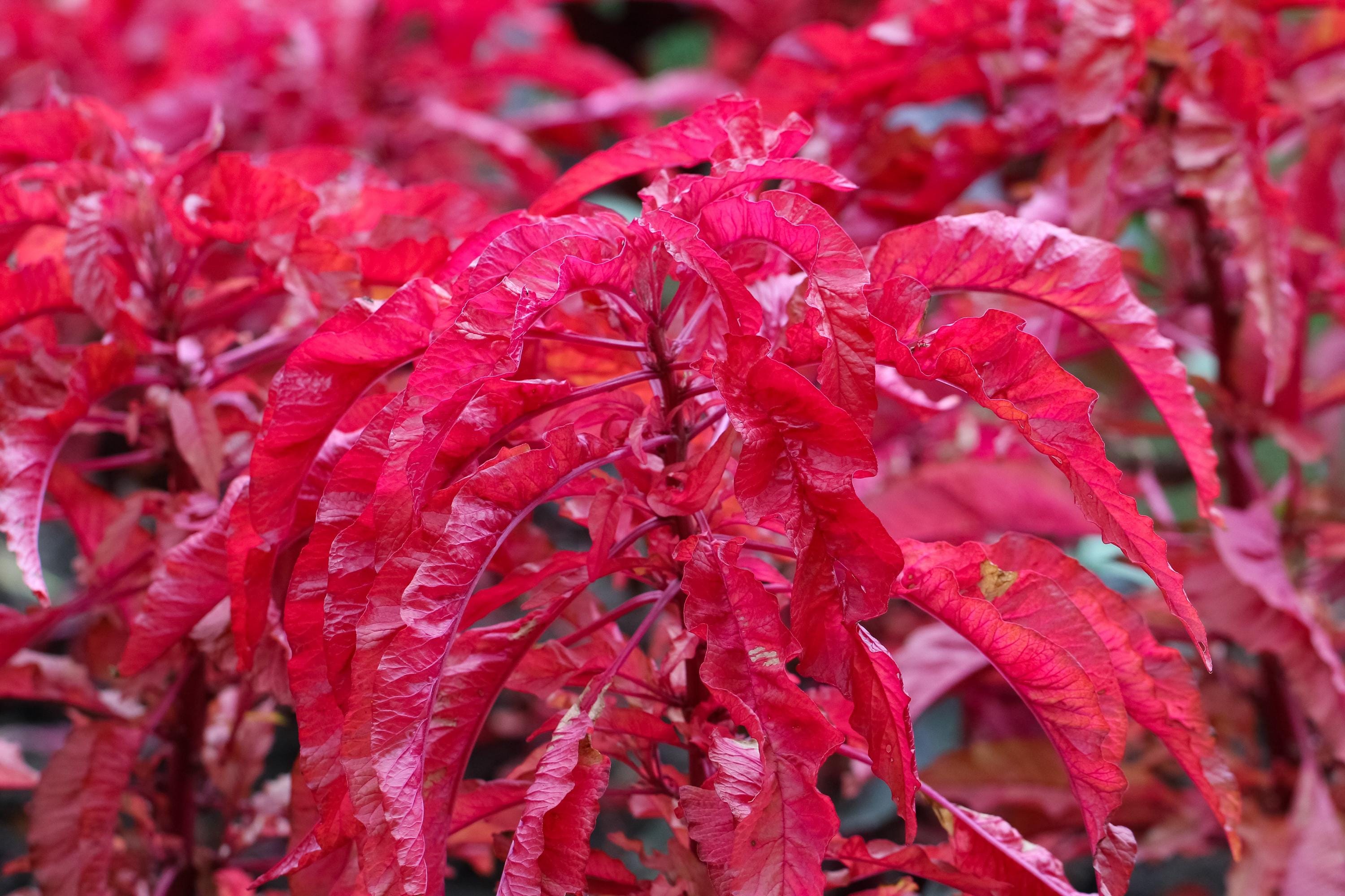 100 Tricolor EARLY SPLENDOR AMARANTHUS Hypochondricus Flower Seeds ...