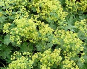 100 LADYS MANTLE Alchemilla Mollis Graines de fleurs