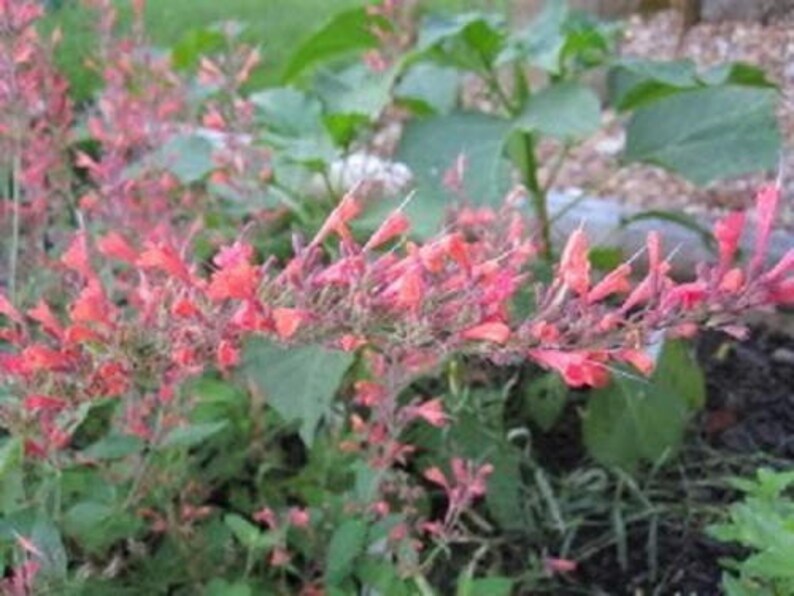 30 Red AGASTACHE HEATHER QUEEN Hummingbrid Mint Hyssop