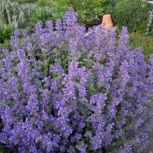 50 Blue CATMINT Nepeta Mussinii HERB Flower Seeds