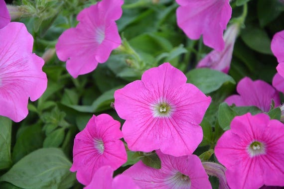 100 PINK PETUNIA Flower Seeds Free Gift 100 PINK PETUNIA Flower Seeds Free Gift