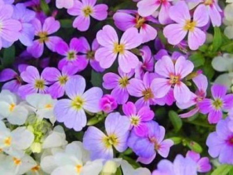 4000 VIRGINIA STOCK Malcolmia Maritima Flower Seeds image 5