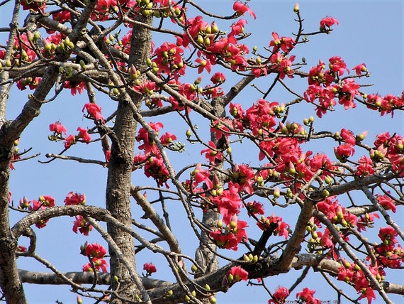 10 RED SILK COTTON Tree Bombax Ceiba Kapok Tropical Flower | Etsy