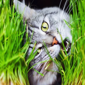 May include: A gray tabby cat peeking through vibrant green grass. The cat's eyes are a bright yellow-green, and its nose is pink. The cat is looking up, with its mouth slightly open, as if it is about to eat the grass.
