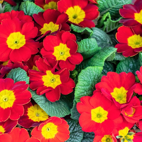 15 SCARLET ENGLISH PRIMROSE Red Primula Vulgaris Part Shade Houseplant Flower Seeds