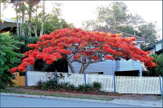 10 Royal Poinciana Tree Delonix Regia Aka Red Flame Flamboyant Etsy