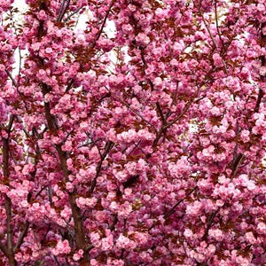 10 JAPANESE CHERRY TREE Pink Cloud Oriental Sweet Prunus Serrulata Flower Seeds