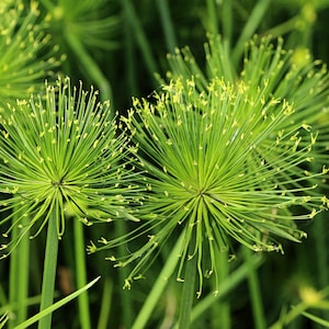 20 Cyperus PAPYRUS Papier Schilf Wasserpflanze ägyptischen Nil Grasgelb Blumensamen