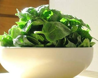 1500 BLOOMSDALE SPINACH Spinacia Oleracea Vegetable Seeds