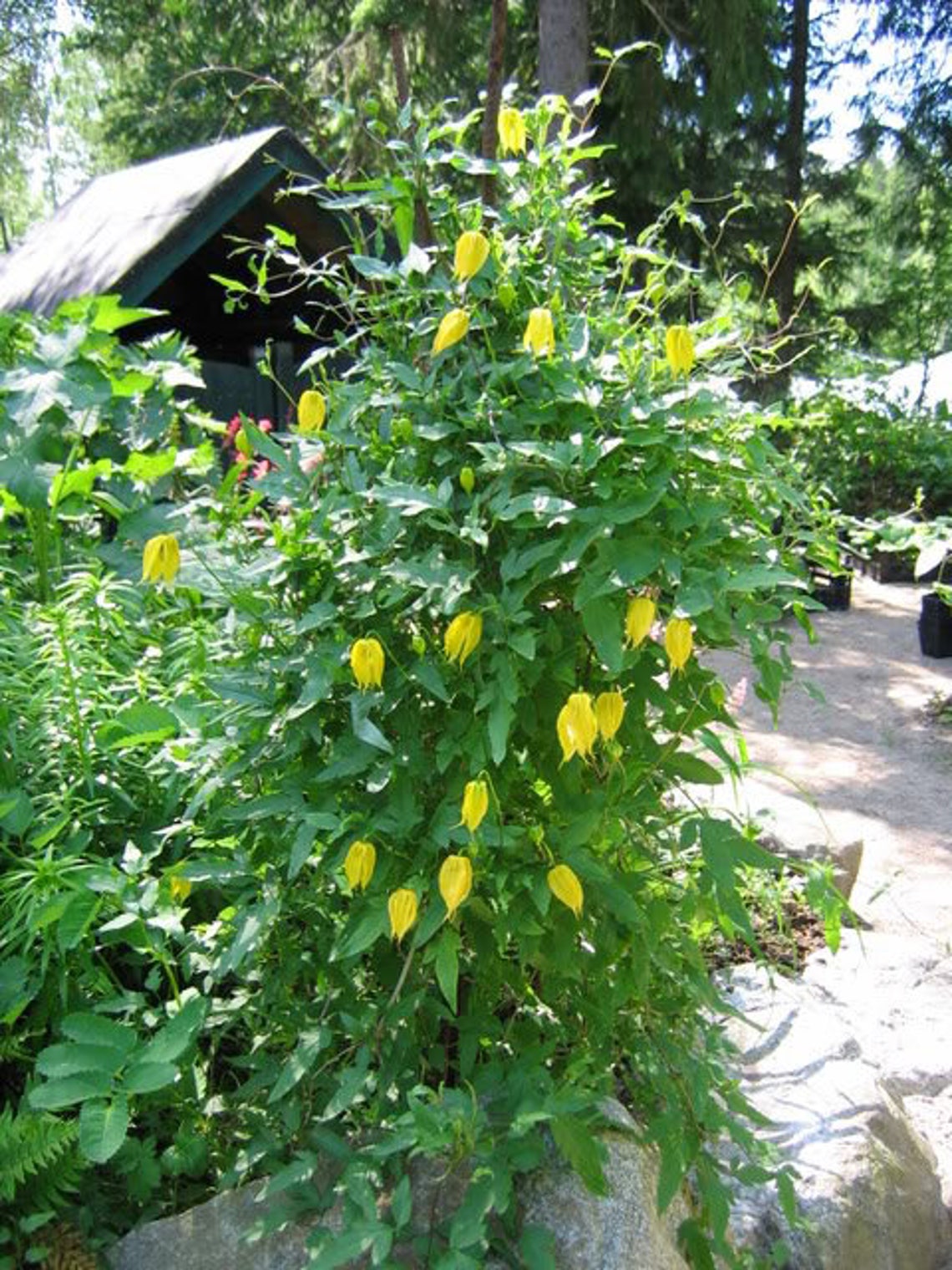 10 Yellow CLEMATIS RADAR LOVE Vine Climber Clematis Tangutica Etsy