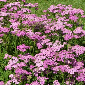 250 PINK Cerise QUEEN YARROW Achillea Millefolium Flower Seeds