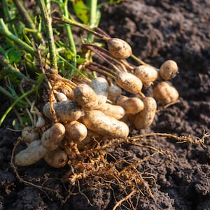 May include: A close-up of a peanut plant with the roots and peanuts exposed. The peanuts are light brown and the roots are a light brown color. The plant is growing in dark brown soil.