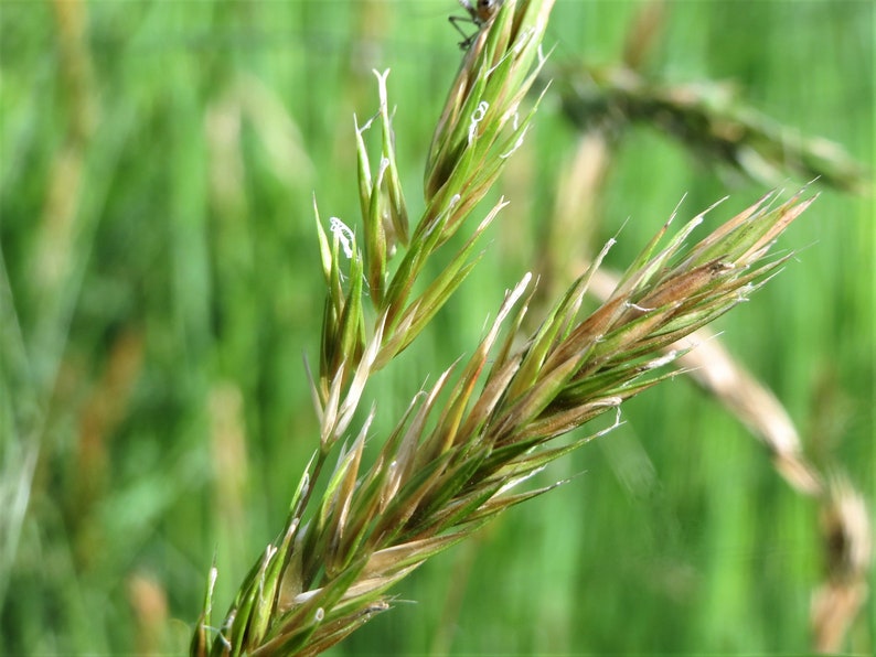 150 SWEET VERNAL GRASS Sweet Grass Vanilla Grass Anthoxanthum Etsy