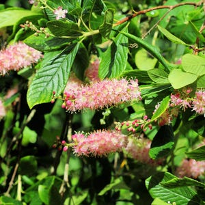 20 Pink SUMMERSWEET BUSH Clethra Alnifolia Rosea Fragrant Flower Shrub Seeds