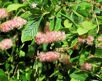 20 Pink SUMMERSWEET BUSH Clethra Alnifolia Rosea Fragrant Flower Shrub Seeds