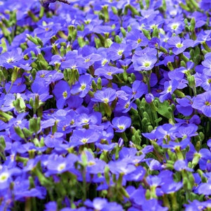 50 CREEPING BLUE SPEEDWELL Veronica Repens Groundcover Flower Seeds Comb S/H image 1