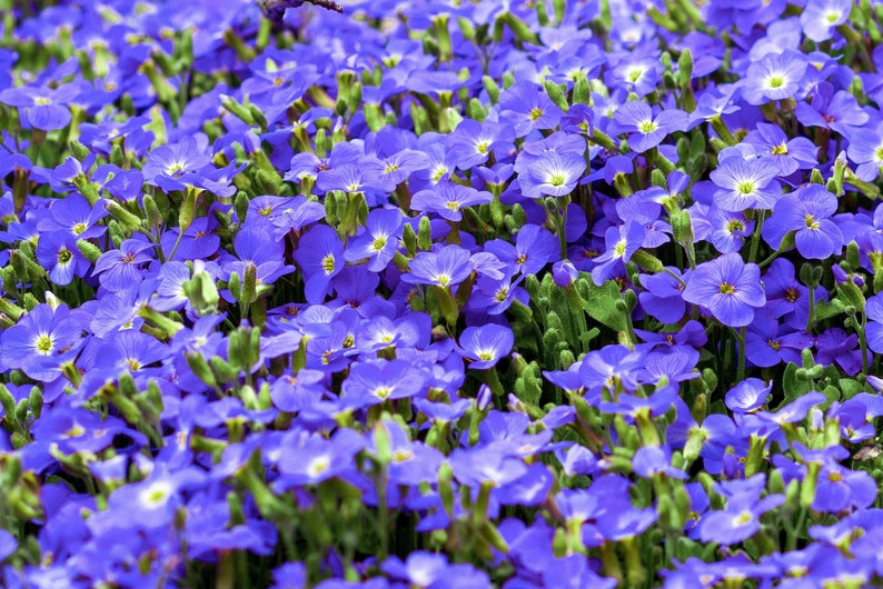 50 CREEPING BLUE SPEEDWELL Veronica Repens Groundcover Flower Seeds Comb S/H image 1