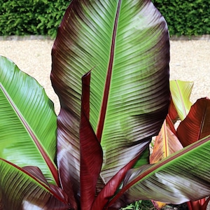 5 RED ABYSSINIAN BANANA Musa Ensete Ventricosum Flowering Fruit Tree Seeds