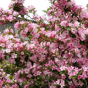 50 OLD FASHIONED WEIGELA Florida Bush Shrub Flower Seeds *Comb S/H