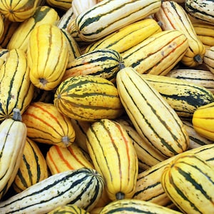 50 DELICATA SQUASH Striped Sweet Potato Cucurbita Pepo Vegetable Seeds