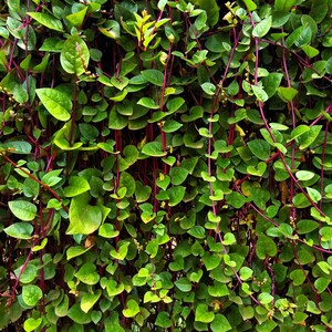 May include: A close-up of a vibrant green plant with small, heart-shaped leaves and deep red stems. The plant has a dense, cascading growth pattern, creating a lush, textured appearance. The leaves vary in shades of green.
