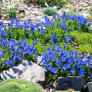 15 Blue STEMLESS GENTIAN Gentiana Acaulis Kochiana Flower Seeds Flat Shipping image 8