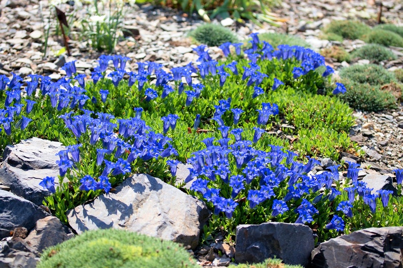 15 Blue STEMLESS GENTIAN Gentiana Acaulis Kochiana Flower Seeds Flat Shipping image 8