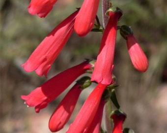 150 Eatons RED FIRECRACKER PENSTEMON Eatonii Native Hummingbird Flower Seeds *Flat Shipping