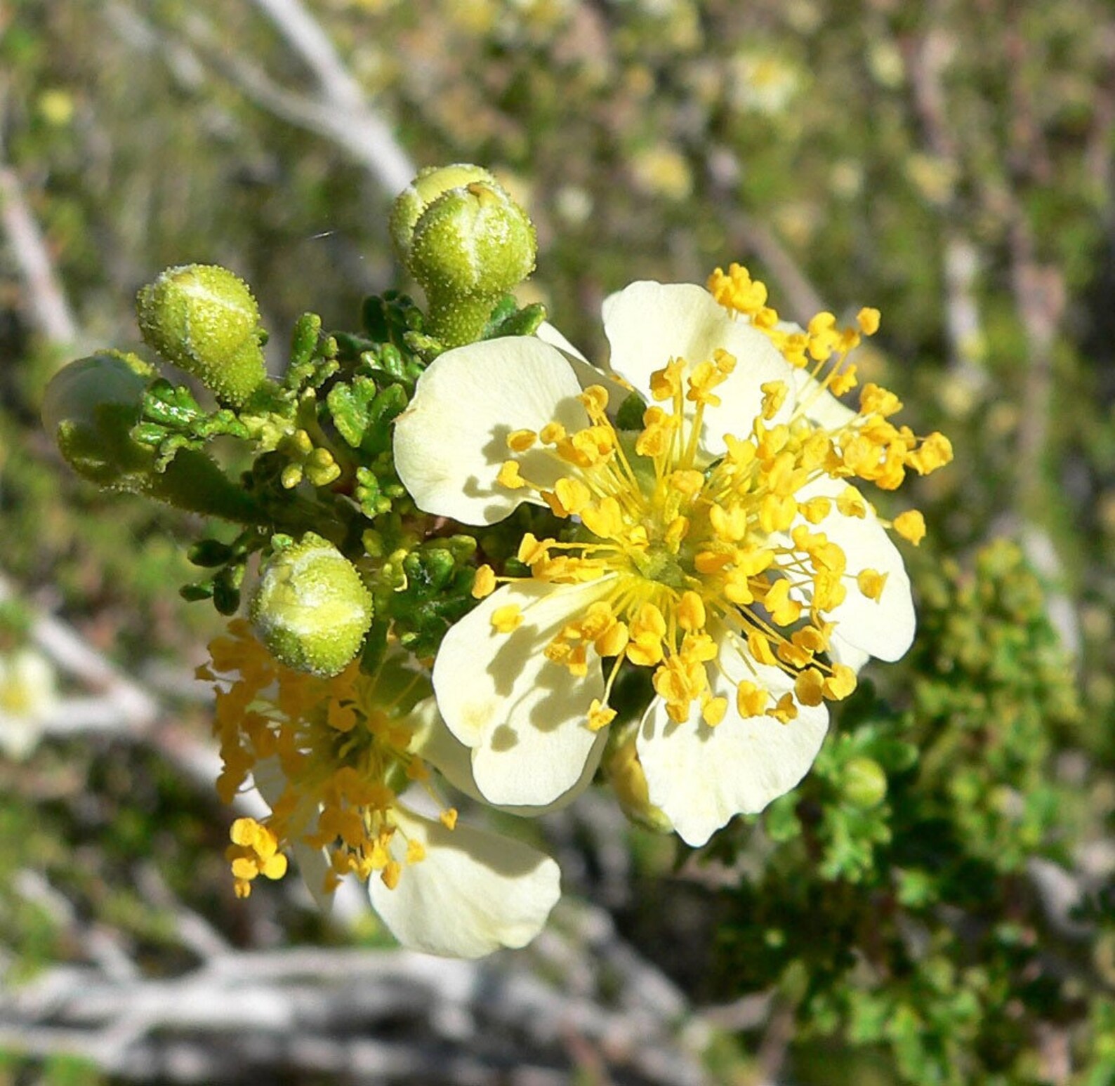 40 STANSBURY CLIFFROSE Purshia Stansburiana Cliff Rose Native Desert Shrub White & Yellow Flower