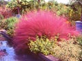 40 PINK MUHLY GRASS Cotton Candy Grass Muhlenbergia Capillaris Native Seeds