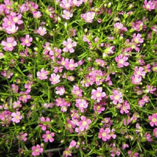350 RED BABYS BREATH Gypsophila Elegans Flower Seeds