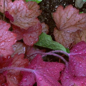 1200 Mischfarben KORALLENGLOCKEN HEUCHERA Shade Flower Seeds Bild 5