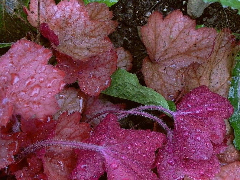 1200 Mischfarben KORALLENGLOCKEN HEUCHERA Shade Flower Seeds Bild 5