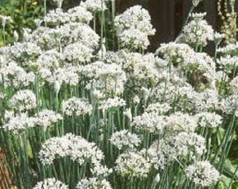 250 GARLIC CHIVE Allium Tuberosum Vegetable Seeds