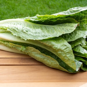 3000 パリスアイランド ロメインレタス Lactuca Sativa 野菜種子