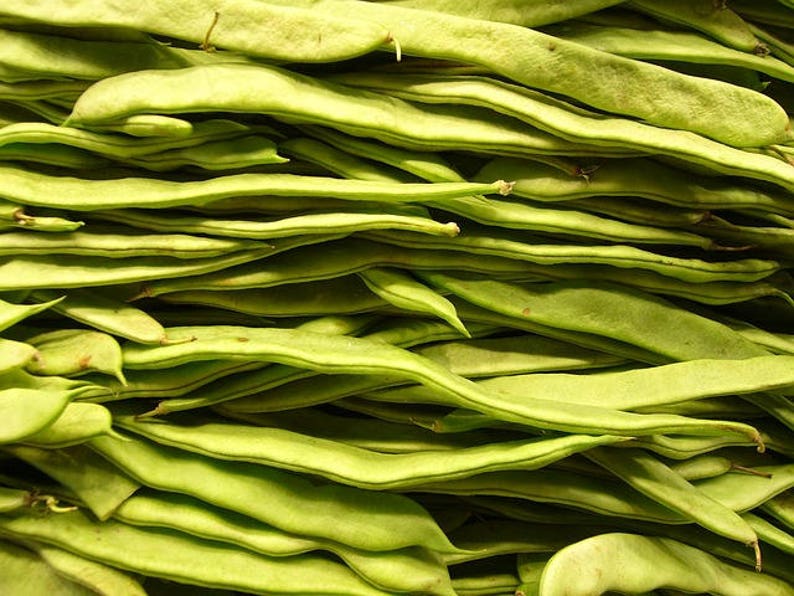 50 ROMANO BUSH BEAN Italian Flat Green Pod Phaseolus Vulgaris Etsy