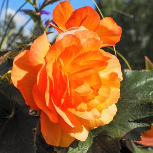 10 ORANGE DOPPELT BEGONIA Tuberosa Tuberosa Begonia Shade Blumensamen